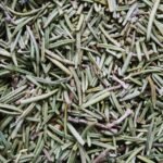 rosemary, dried, pepper, scent, for fish, herb, rosemary, rosemary, rosemary, rosemary, rosemary