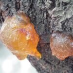 resin, bark, trunk, nature, tree, outdoors, amber