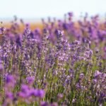 lavender, field, purple, flowering, plant, country, nature, bloom, lavender, lavender, lavender, lavender, lavender