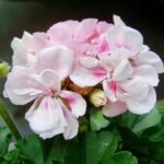 geranium, summer flower, ornamental plants, potted flower