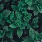 Detailed photo of fresh green mint leaves showing rich texture and vibrant color.