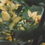 Vibrant yellow flowers blossoming amidst lush green leaves captured in a close-up photography style.