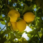 Close-up of ripe lemons growing on a tree with vibrant leaves under bright sunlight.